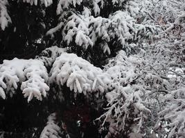 neige sur les arbres photo