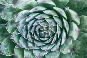 vert rosette succulent plante dans été jardin fermer photo