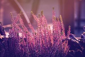 violet bruyère dans le l'automne jardin avec chaud ensoleillement photo