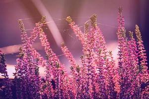 violet bruyère dans le l'automne jardin avec chaud ensoleillement photo