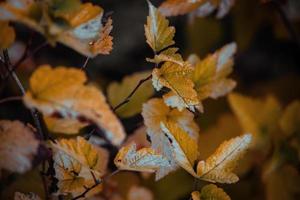 arbuste avec Jaune feuilles dans fermer sur une chaud l'automne journée dans le jardin photo