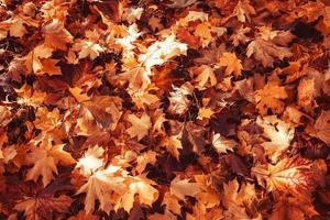 l d'or l'automne feuilles sur une arbre dans une parc en dessous de chaud octobre Soleil photo