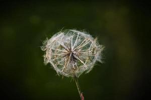 blanc pissenlit dans fermer sur une vert Contexte sur une été Prairie photo