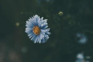 dernier l'automne bleu fleurs sur une vert Contexte dans le jardin fermer photo