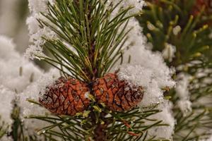 couvert de neige brindille de conifère arbre avec ombres photo