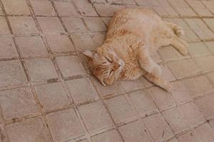 gingembre chat se prélasser sur le béton chaussée sur une chaud après midi photo