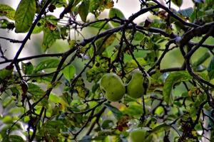 l'automne Frais Pomme sur le branche de une arbre dans le verger photo