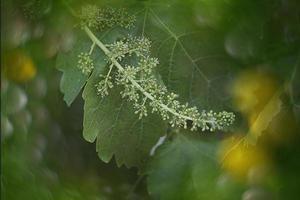 grain de raisin fleur sur une vert Contexte de feuilles sur une arbuste sur une printemps journée avec bokech photo