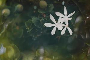 blanc fleur de jasmin sur le vigne sur une vert Contexte de feuilles photo