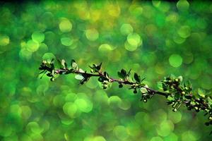 brindille avec Jeune Frais printemps vert feuilles sur une chaud ensoleillé journée photo