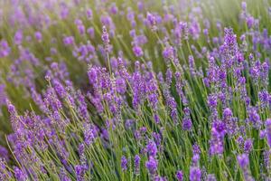 violet lavande fleur croissance dans une chaud vert été jardin dans le des rayons de le Soleil photo