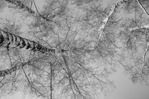 blanc bouleau des arbres sans pour autant feuilles contre le Contexte de une lisse sans nuages hiver ciel photo