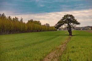 calme printemps paysage avec une solitaire arbre croissance sur une champ de Jeune grain sur une nuageux printemps journée photo