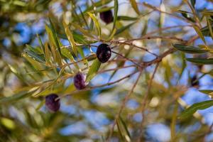 noir mûr biologique Olives sur le l'automne arbre dans de face de des voyous sur une chaud ensoleillé journée photo