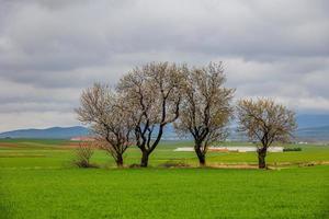 printemps paysage de aragon dans Espagne avec Trois floraison des arbres dans une nuageux journée photo