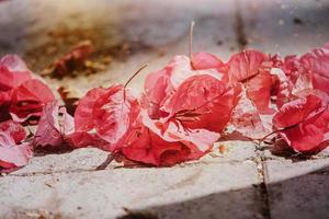 délicat rose bougainvilliers fleur sur une arbre sur une chaud printemps journée photo