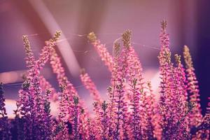 violet bruyère dans le l'automne jardin avec chaud ensoleillement photo