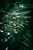 pin branche avec gouttes de l'automne pluie dans le l'automne Soleil photo