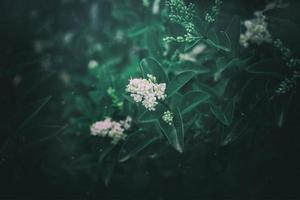 l blanc fleur de une buisson fermer contre une Contexte de vert feuilles dans ensoleillement printemps journée dans le parc photo