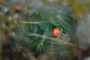 petit vert et rouge biologique Cerise tomates sur une buisson dans le jardin photo