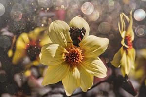 Jaune fleur dans le jardin dans le été Soleil bokeh papillon photo