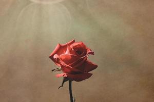 délicat rose Rose dans le jardin contre une foncé Contexte dans le des rayons de le Soleil photo