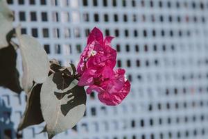 bougainvilliers fleur dans été ensoleillement avec bokeh Naturel Contexte photo