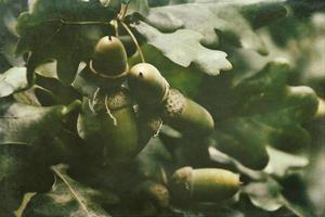 vert l'automne glands sur le branche de un chêne parmi le feuilles photo