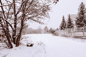 hiver Naturel paysage avec couvert de neige des arbres dans le forêt et une étroit chemin photo