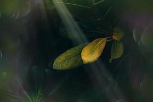 vert feuilles avec Soleil des rayons fermer contre une jardin Contexte photo