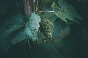 grain de raisin sur le vigne sur une été journée fermer photo