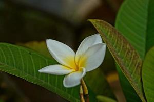 blanc tropical fleur sur une Contexte de vert feuilles dans une Naturel environnement photo