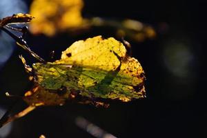 coloré l'automne feuilles sur une arbre branche dans le chaud ensoleillement photo