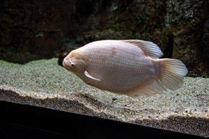 peu poisson animal nager dans le aquarium de le zoo de Saragosse dans Espagne sur une foncé Contexte photo