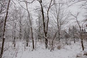 hiver Naturel paysage avec couvert de neige des arbres dans le forêt et une étroit chemin photo