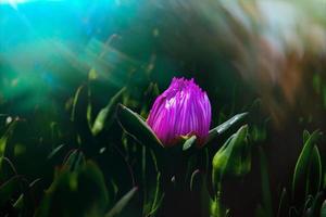 violet comestible printemps fleur plus de une vert Contexte dans chaud ensoleillement photo