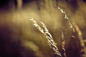 d'or été sauvage herbe dans le éternel chaud doux Soleil photo