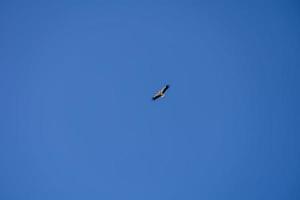 cigogne oiseau dans vol contre une bleu sans nuages ciel Contexte photo