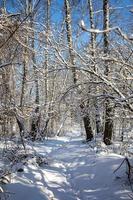 hiver paysage avec une forêt route parmi couvert de neige des arbres sur une ensoleillé journée dans Pologne photo