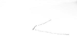 Contexte troupeau de noir des oiseaux dans le ciel sur une blanc Contexte texture pour ouvrages d'art photo
