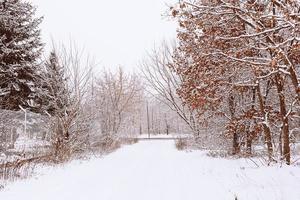 hiver Naturel paysage avec couvert de neige des arbres dans le forêt et une étroit chemin photo