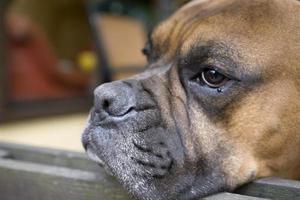 marron tête chien éleveur boxeur à la recherche par une en bois clôture photo