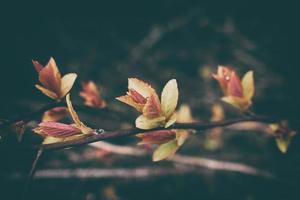 délicat feuilles sur branches dans le chaud printemps ensoleillement dans Mars photo