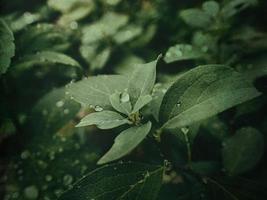 été plante avec gouttes de pluie sur vert feuilles photo