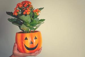 magnifique Orange mis en pot fleur dans une citrouille pot pour Halloween sur une lumière Contexte photo