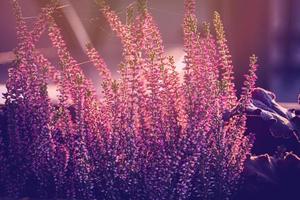 violet bruyère dans le l'automne jardin avec chaud ensoleillement photo