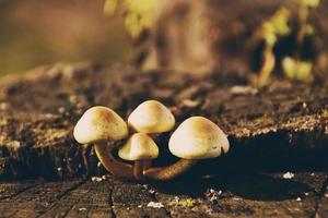 petit délicat sauvage champignons croissance dans l'automne sur un vieux arbre tronc photo