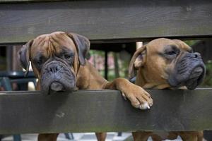 marron tête chien éleveur boxeur à la recherche par une en bois clôture photo