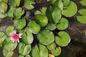 nénuphar rose avec des nénuphars verts ou perry de fleur de lotus dans un étang de jardin. gros plan de nymphaea réfléchi sur l'eau verte contre le soleil. paysage de fleurs avec espace de copie. mise au point sélective photo