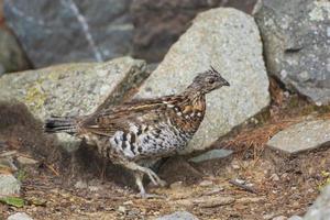 ébouriffé tétras bruissement par le forêt photo